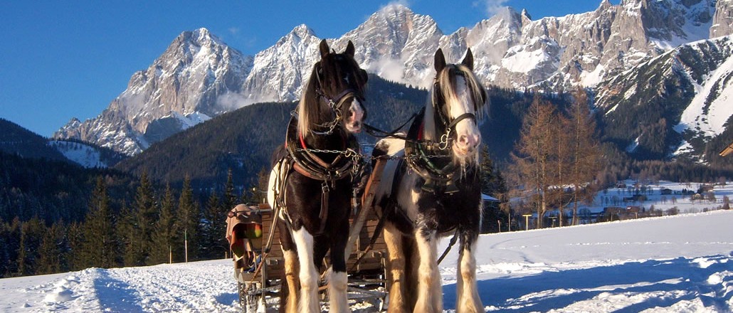 Pferdeschlittenfahrten und Pferdezucht in Ramsau am Dachstein