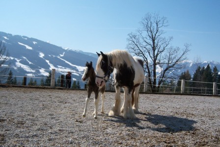 Irish Tinker Pferde im Haus Gerhardter, Ramsau